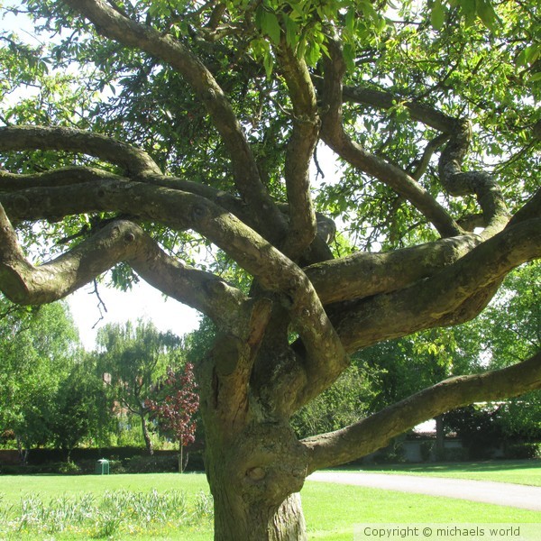 The.Gorgon.Tree