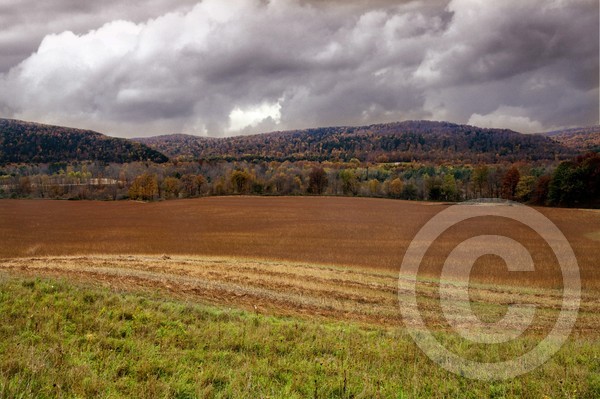 RED FIELD