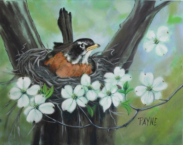 American Robin and Dogwood blooms 