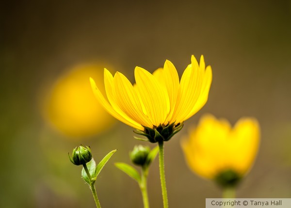 Yellow Meadow Flower