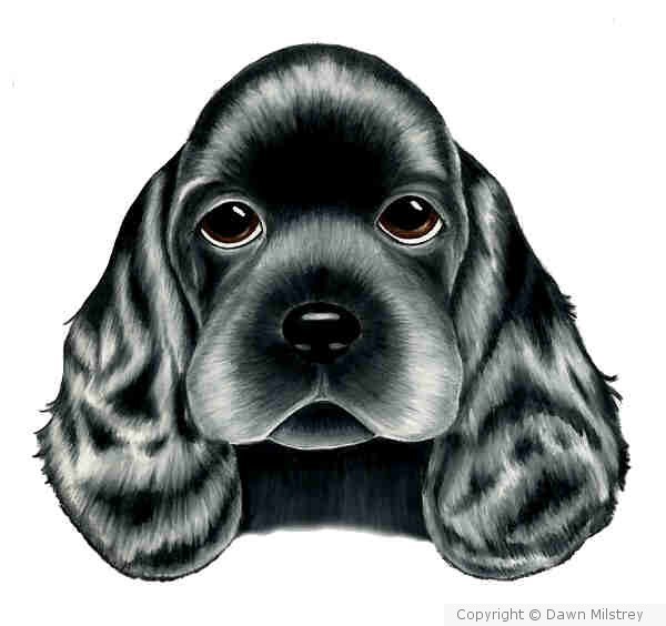 Cocker Spaniel