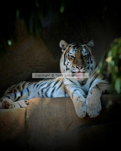 Bengal Tiger