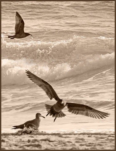 Karen Muro birds