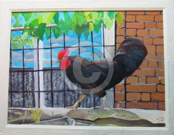 Rhode Island Rooster