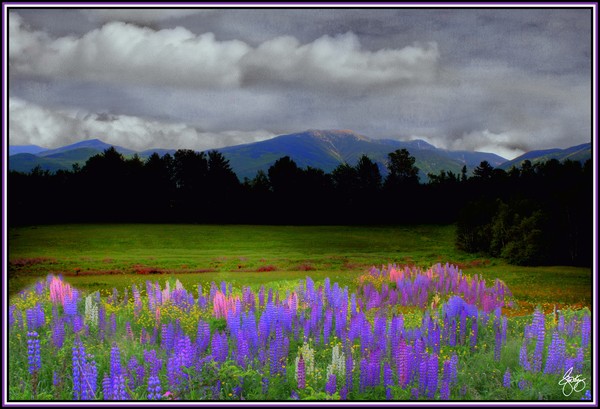 Lafayette Lupine Mindscape
