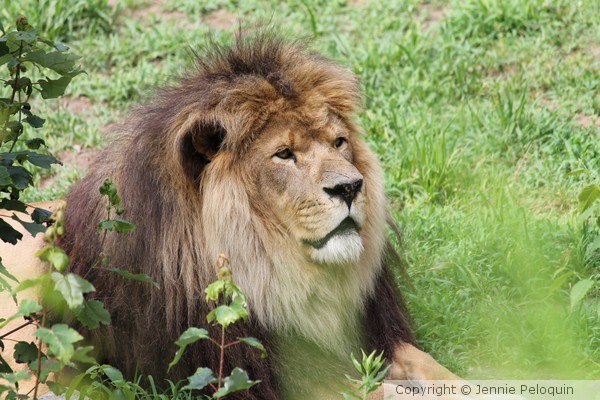 The King