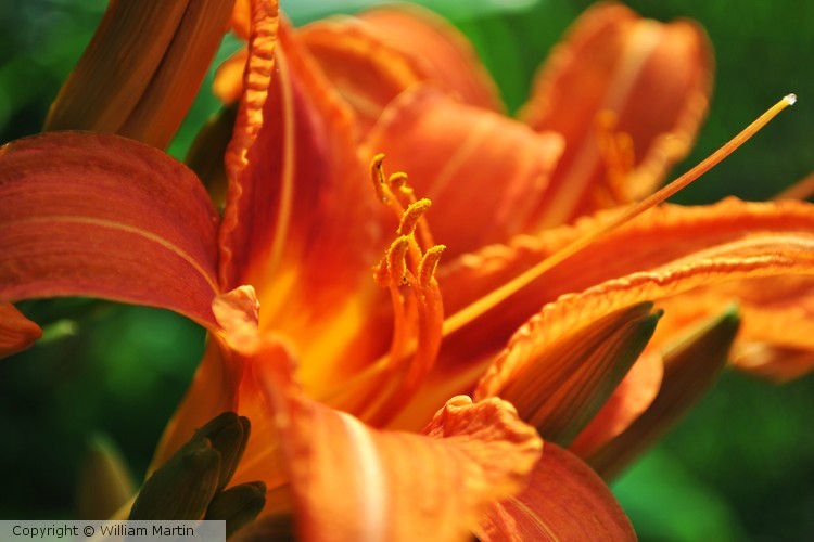 Day Lily in the Sunset