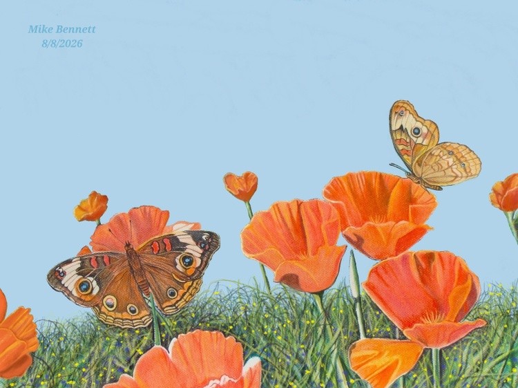 Buckeyes and Poppies #4 