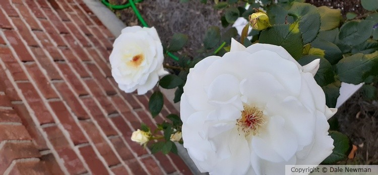 White Rose