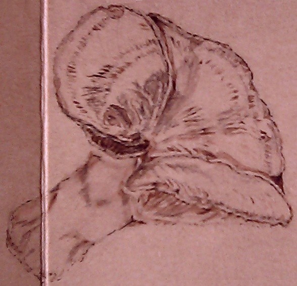 Oyster Mushroom Drawing