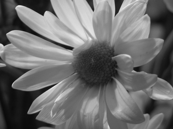 daisy