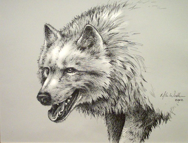 Wolf