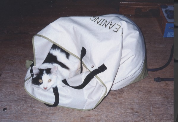 Cat in Bag