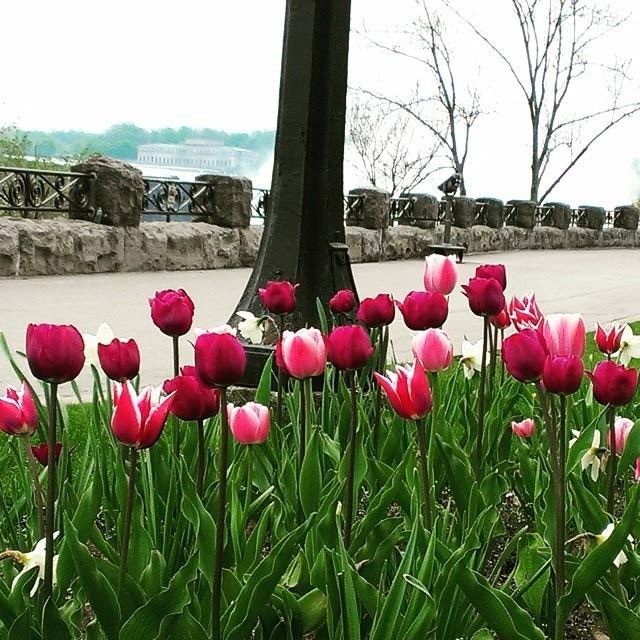 Tulip Falls