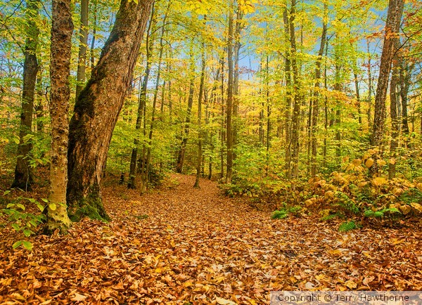 Autumn_1