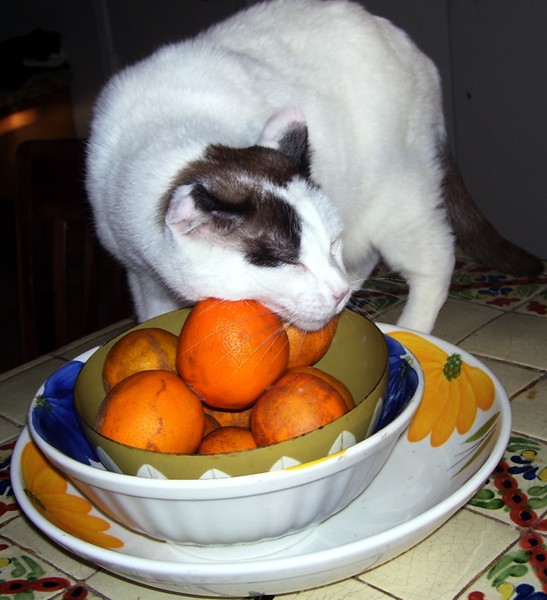 I love Oranges