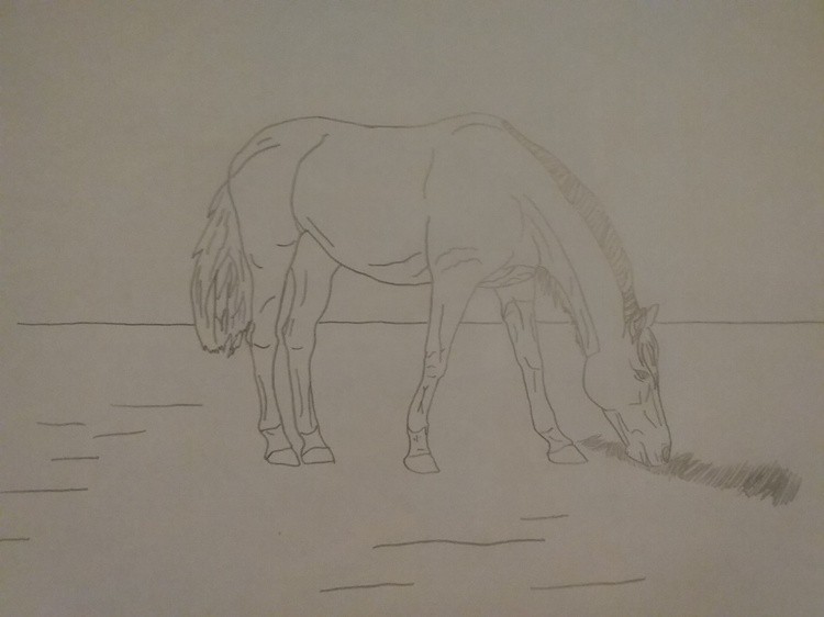 horse grazing 