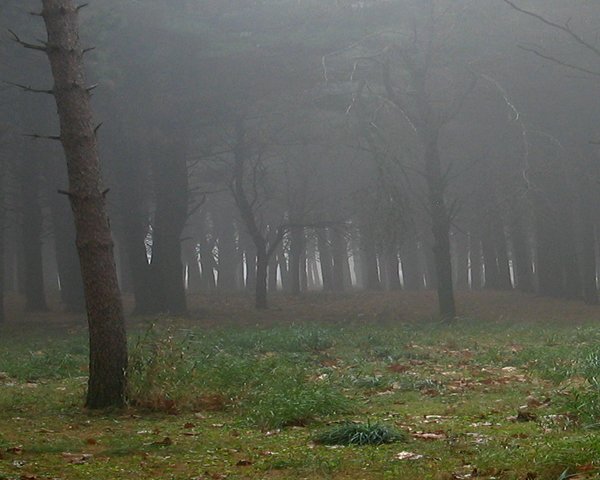 Misty Pines