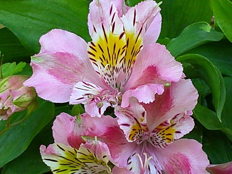 DSCF0075