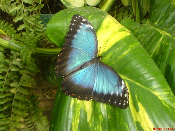 butterfly