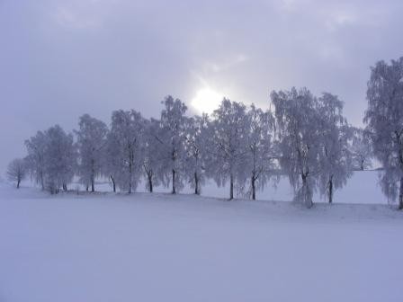 Birken Allee