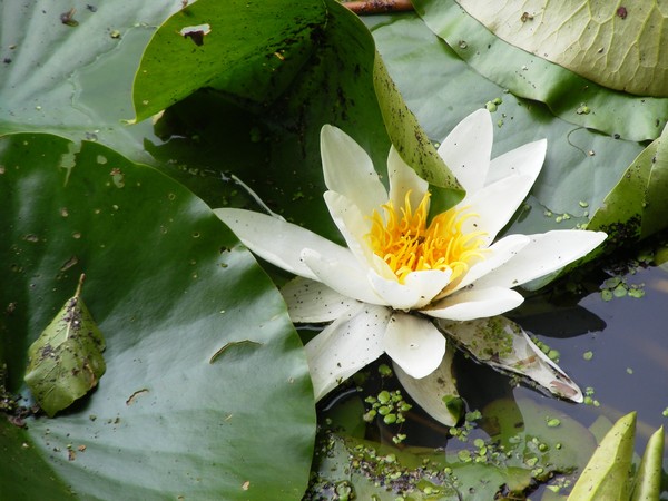 Pond Lily