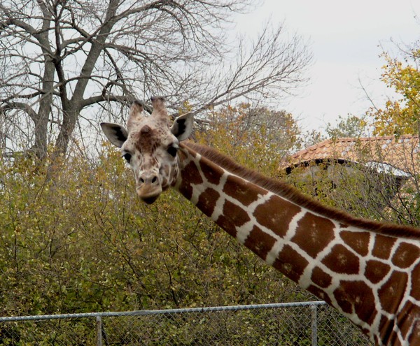 Giraffe