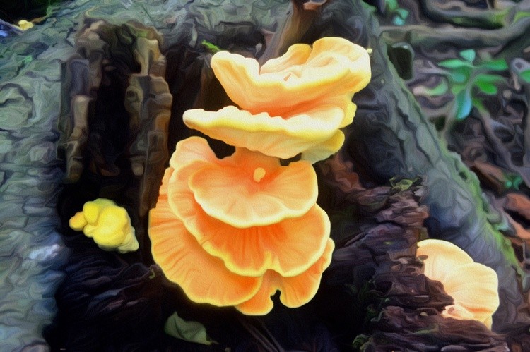 Hen of the Woods