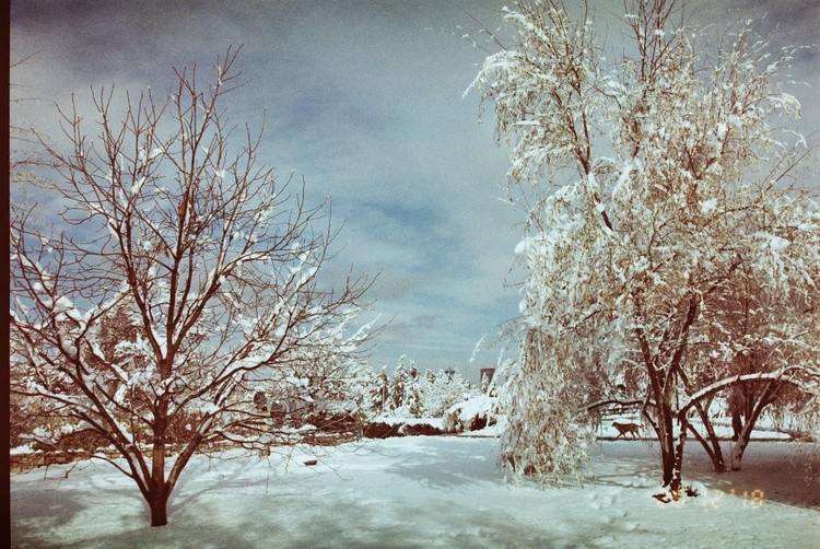 Snow Flakes