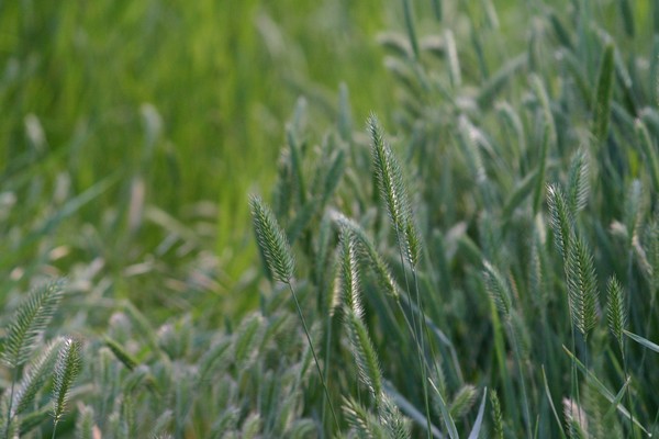 Prairie Grass