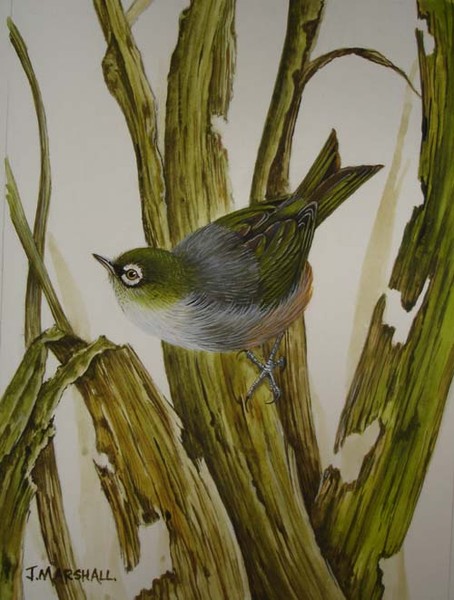 NZ waxeye on tattered cabbage tree leaves