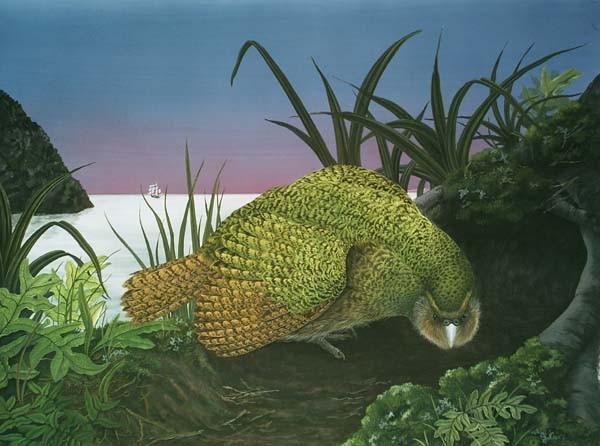 New Zealand Kakapo with Captain Cook's Endeavour 