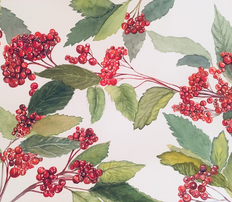 winter Berries