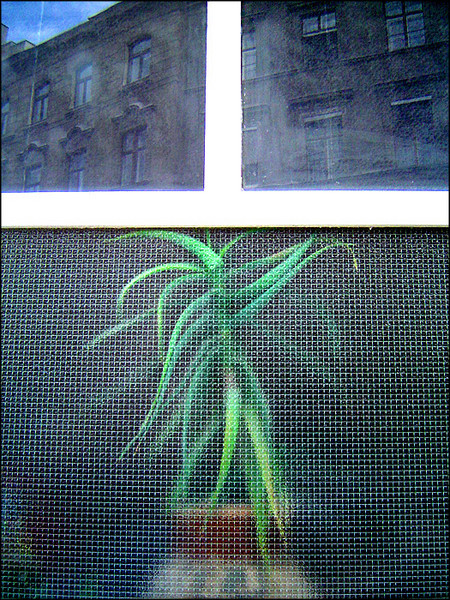 three windows