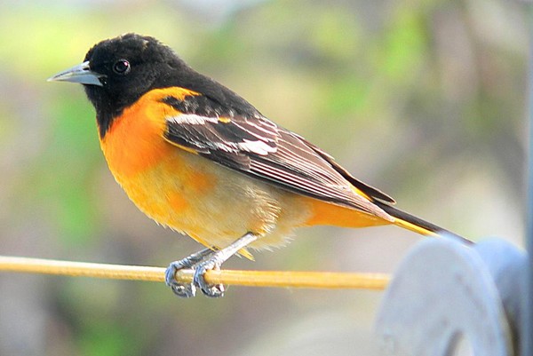 Oriole