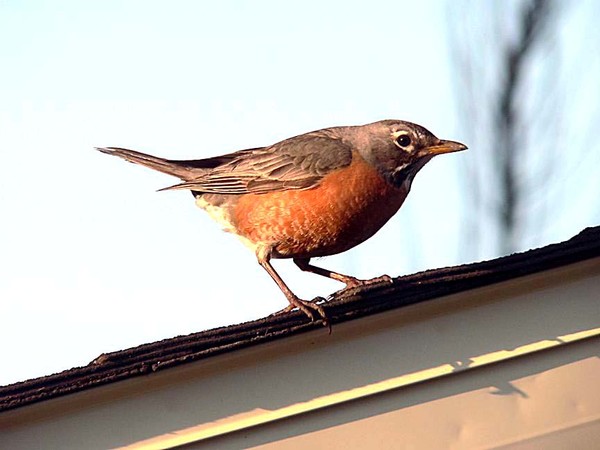 Robin