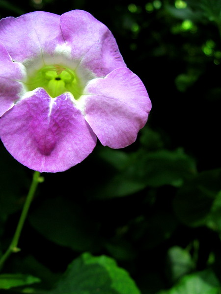 Jungle Flower
