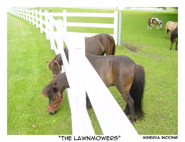  The Lawnmowers