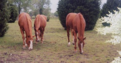 The Pasture Threesome
