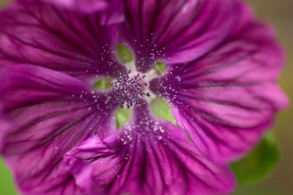 Mallow