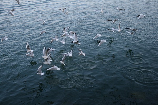 The Seagulls Show (2)
