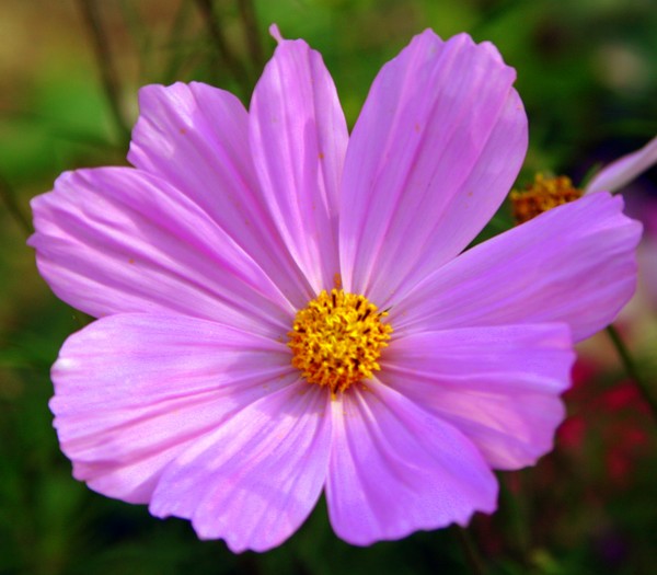 Pink Cosmos