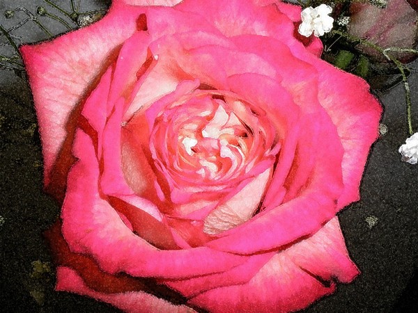 Rosey