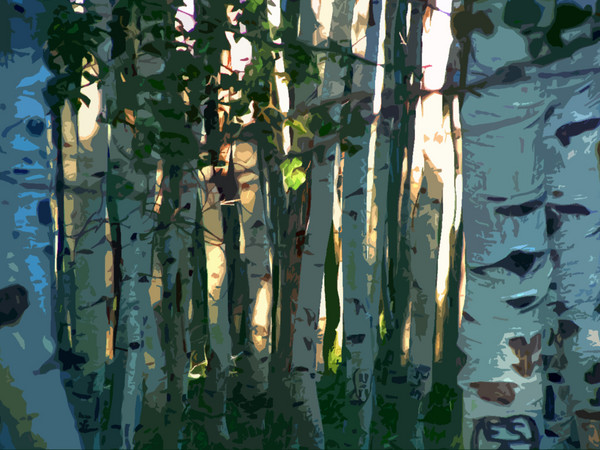 Aspen Forest