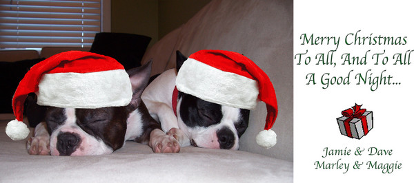 my doggies x-mas card this year