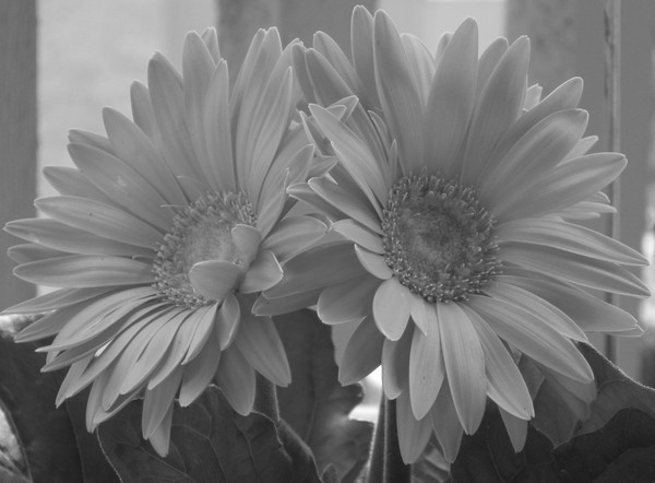 daisies