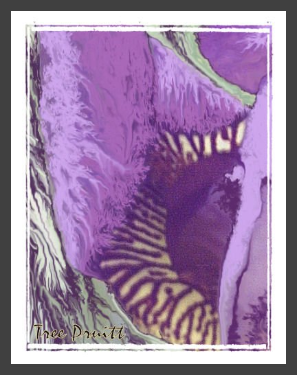 Dripping Iris