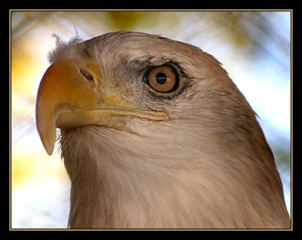 Eagle Eye