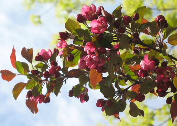 Spring