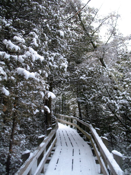 Winter Walk